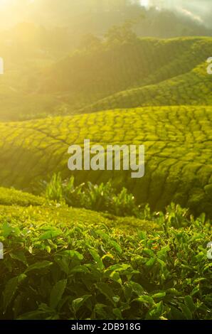 Tee-Plantagen in Malaysia Cameron Highlands. Sonnenaufgang am frühen Morgen mit Nebel. Stockfoto