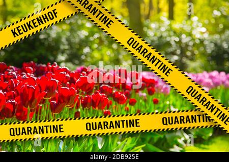 Quarantänezone Sperrgebiet in Keukenhof. Tulpenpark Keukenhof - Blumengarten, Holland. Bunte Tulpen im Keukenhof Park, Niederlande. Dang Stockfoto