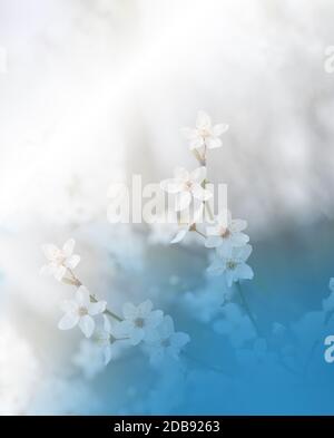 Schöne Natur Blau Hintergrund.Floral Art Design.Abstract Makro-Fotografie.Bunte Blume.Frühling Blumen.Kreative künstlerische Wallpaper.Feier,Liebe.Nahaufnahme View.Happy Holidays.Copy Space.White Color.Sakura Kirschblüte Baum.Hochzeitseinladung. Stockfoto