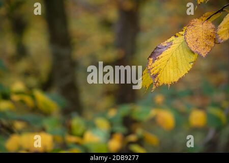 Herbstblätter Haselnussbaum Nahaufnahme Stockfoto