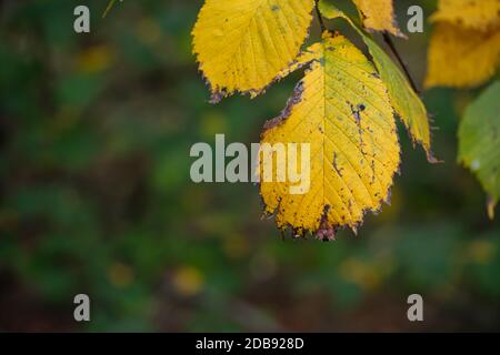 Gelbe Herbstblätter von Haselnussbusch Nahaufnahme Stockfoto