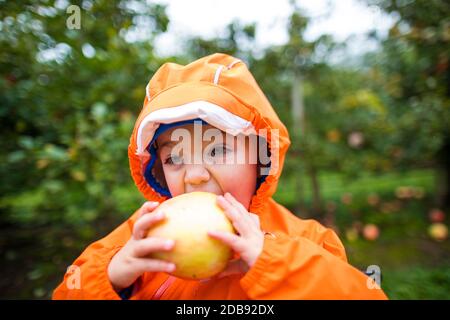 Kleinkind beißt in einen großen Apfel, während Sie in einem lokalen Obstgarten Apfelernte. Stockfoto