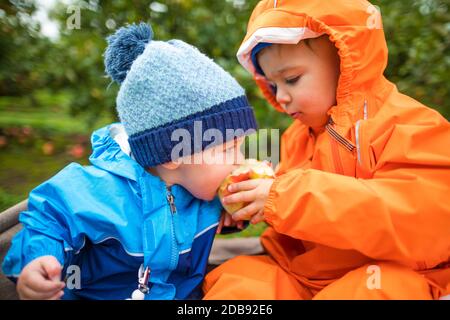 Der große Bruder teilt sich einen Bissen von seinem Apfel mit seiner Schwester, während er in einem lokalen Obstgarten, Fraser Valley, British Columbia, Bio-Äpfel pflückt. Stockfoto