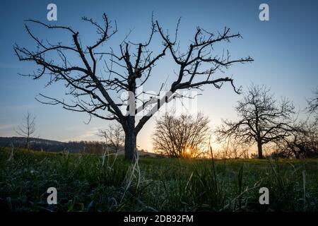 Obstbaum Obstgarten Sonnenaufgang Sonnenstrahlen zurück beleuchtet Stockfoto