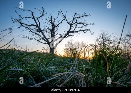 Wiese Gras Morgen Tau Baum hinten beleuchtet Sonnenaufgang Stockfoto