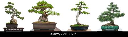 Bonsai Nadelbäume weiß isoliert Panorama Stockfoto