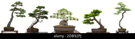 Bonsai-Nadelbäume aus Japan weiß isoliert Stockfoto