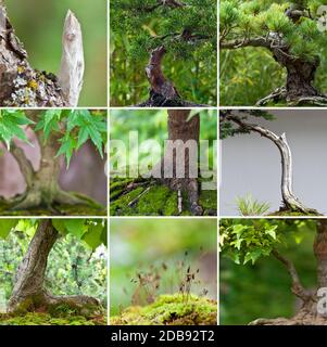 Sammlung von Bonsai-Baum Nahaufnahme Stamm Zweig Stockfoto