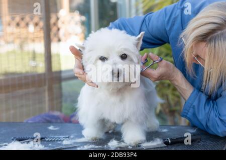 Allgemeine Ansicht der Pflege von West Highland White Terrier auf dem Pflegetisch stehend. Stockfoto