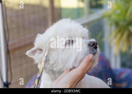 Schneidekopf des gehorsamen West Highland White Terrier Nahaufnahme. Stockfoto