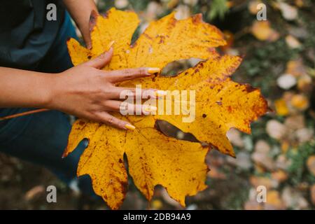 Frauenhand auf großem Ahornblatt Stockfoto