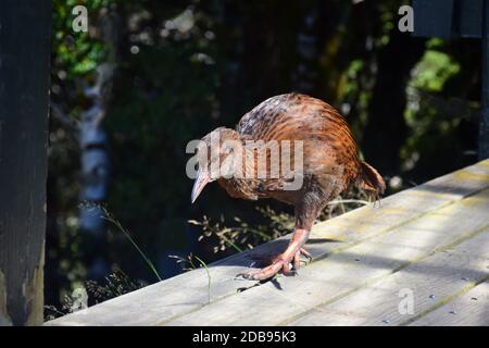 Eine Weka (Gallirallus australis), die die Mount Arthur Hütte im Kahurangi Nationalpark begutachtet, auf der Suche nach etwas Essen. Neuseeland, Südinsel. Stockfoto