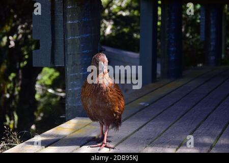 Eine Weka (Gallirallus australis), die die Mount Arthur Hütte im Kahurangi Nationalpark begutachtet, auf der Suche nach etwas Essen. Neuseeland, Südinsel. Stockfoto