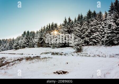 Am späten Nachmittag Sonne scheint durch schneebedeckte Bäume in einem Wald Stockfoto