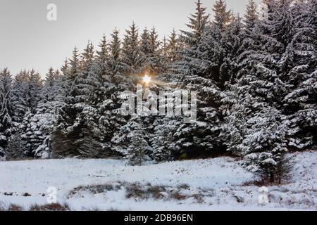 Am späten Nachmittag Sonne scheint durch schneebedeckte Bäume in einem Wald Stockfoto