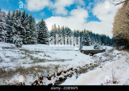 Schneebedeckte Wald Winterlandschaft an einem sonnigen Nachmittag Stockfoto