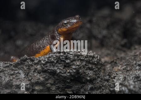 Die ersten Regenfälle nach der Trockenzeit bringen kalifornische raue Molche (Taricha granulosa) in Scharen heraus, um die Feuchtigkeit aufzusaugen. Stockfoto