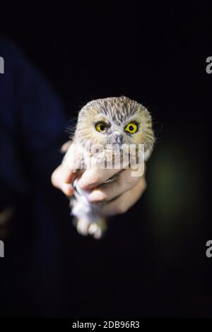 Bioloistin hält während einer Forschungsstudie eine nördliche Sägeeule (Aegolius acadicus). Stockfoto