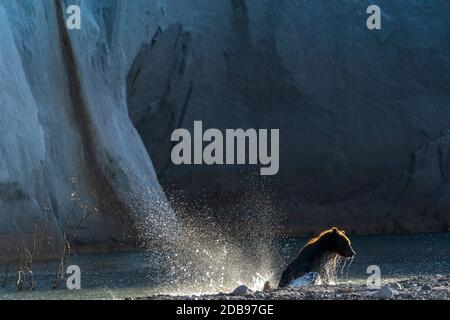 Braune bearÃ‚Â (UrsusÃ‚Â arctos) Lachsfischen im Fluss, KurileÃ‚Â See, Kamtschatka Halbinsel, Russland Stockfoto