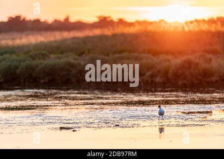 Salt Sumpf bei Sonnenuntergang, Les Portes-en-Re, Nouvelle-Aquitaine , Frankreich Stockfoto