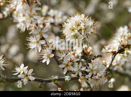 Blühender Schlehdorn am Waldrand Stockfoto