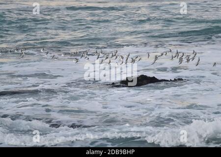 Pacific Grove, Kalifornien, USA. November 2020. Sanderling rast wahnsinnig am Rande des Wassers. Kredit: Rory Merry/ZUMA Wire/Alamy Live Nachrichten Stockfoto