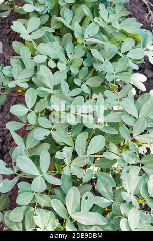 Anbau von Bio-Erdnüssen, Erdnussbüsche Nahaufnahme im Freien. Grat der Erdnusspflanze. Stockfoto