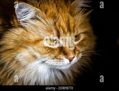 Ein Porträt einer ginger, flauschigen Katze Stockfoto