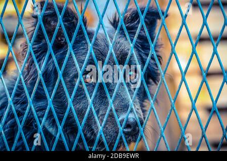 Schwarzer Hund hinter blauem Zaun Stockfoto