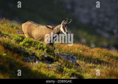 Vital tatra Gämsen, rupicapra rupicapra tatrica, Blick nach unten und Wandern auf Bergwiese im Sommer bei Sonnenuntergang. Aktives Wildsäuger mit Hörnern und b Stockfoto