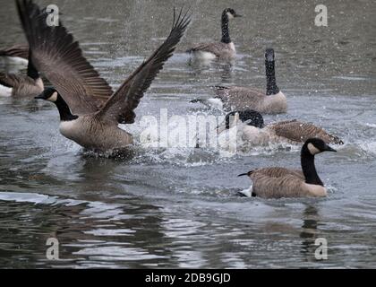 Canada goose branta canadensis kaufen best sale