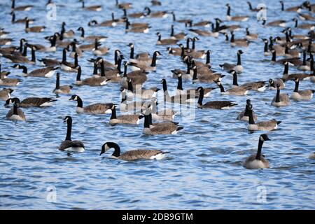 Flock of Canada Gänse (Branta canadensis) auf einem See in Ottawa, eine Pause auf ihrer Wanderung nach Süden Stockfoto
