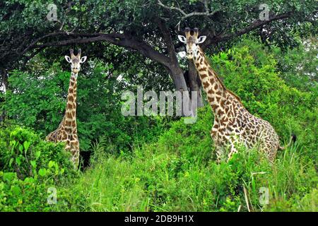 Zwei Schönheit Giraffen in grünem Gras Savanne am Tag Stockfoto