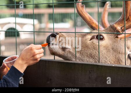 Ein Kind füttert ein Hirsch Karotten Stockfoto