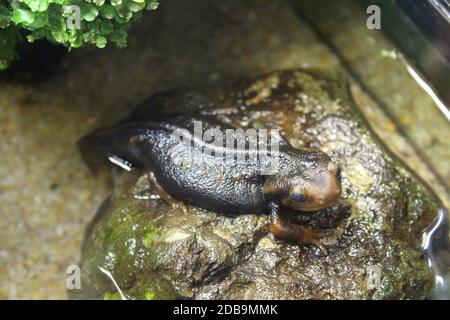 Eine kleine Newt sitzt in einem Terrarium. Natur Stockfoto