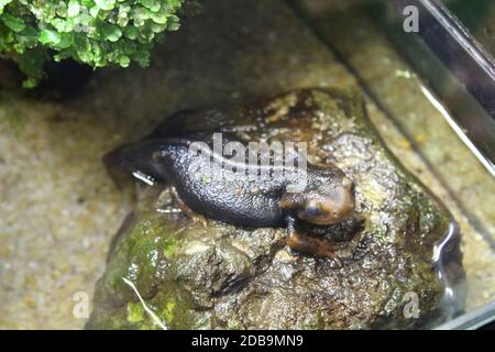 Eine kleine Newt sitzt in einem Terrarium. Natur Stockfoto