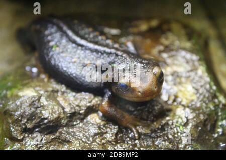 Eine kleine Newt sitzt in einem Terrarium. Natur Stockfoto