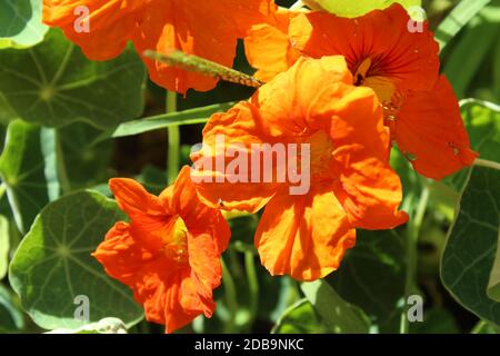 Orange Kapuzinerkresse (tropaeolum) in meinem Garten Stockfoto