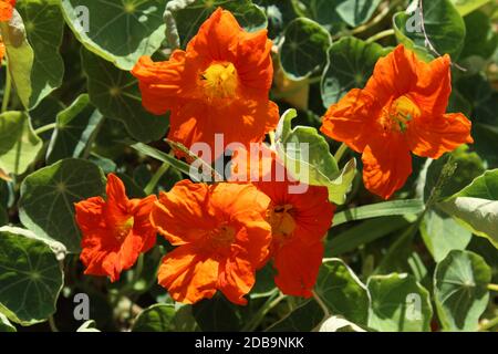 Orange Kapuzinerkresse (tropaeolum) in meinem Garten Stockfoto