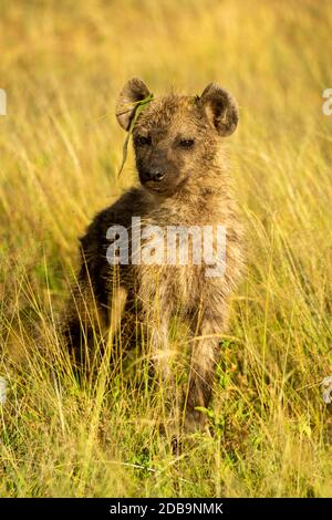 Das gefleckte Hyänen-Junge sitzt in langem Gras Stockfoto