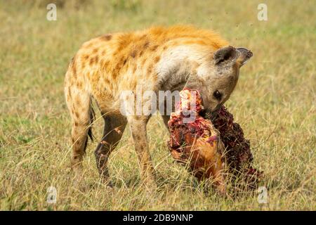 Gepunktete Hyäne kaut blutigen Knochen im Gras Stockfoto