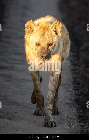 Spotted Hyena geht entlang der Spur in Richtung Kamera Stockfoto