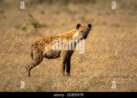 Gefleckte Hyäne steht in der Savanne und ist dabei vor der Kamera Stockfoto