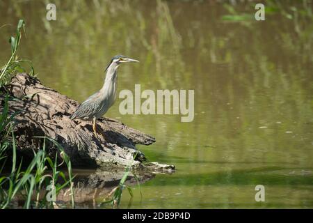 Gerollter Reiher steht auf Holzstamm durch Wasser Stockfoto