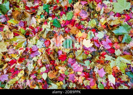Gemischte Laub, Herbstblätter auf dem Boden. Stockfoto