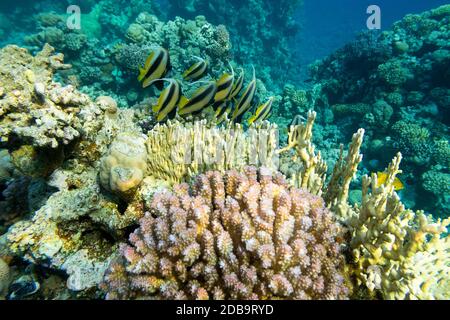 Buntes Korallenriff am Grund des tropischen Meeres, Schwarm von Schwärme-Bannerfischen (Heniochus diphreutes), Unterwasserlandschaft Stockfoto