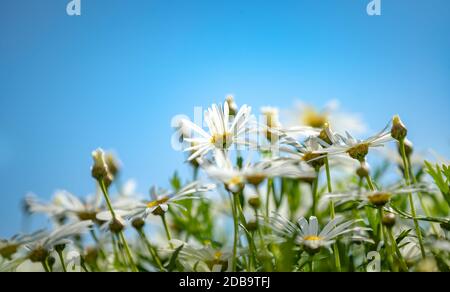 Schöne weiße frische Gänseblümchen greifen nach der Sonne über blau klaren Himmel Hintergrund, ein Feld von Wildblumen in der Landschaft, Schönheit und Frische eines Stockfoto