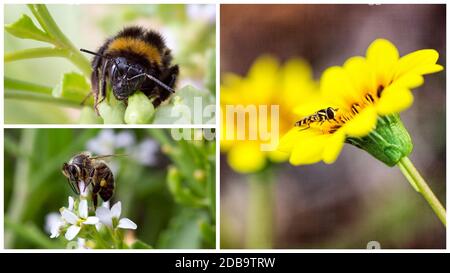 Collage aus drei Bildern in Nahaufnahme einer Biene Auf Blumen Stockfoto