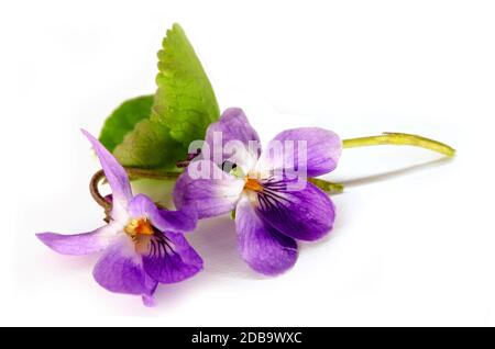 Blühende duftende Veilchen im Frühling Stockfoto