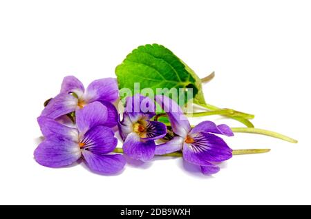 Blühende duftende Veilchen im Frühling Stockfoto